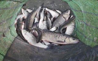 A net of roach and chub from Conham free stretch on the Bristol Avon